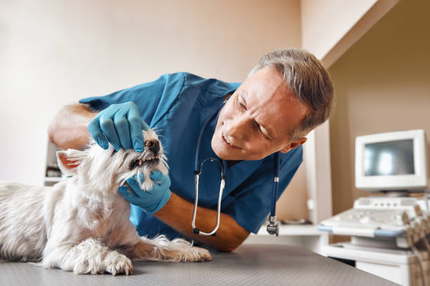 Best Emergency Tooth Extraction in Big Rapids, MI